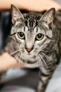 An adult medium-sized male Domestic Short Hair cat named Goto for adoption in Dothan, AL