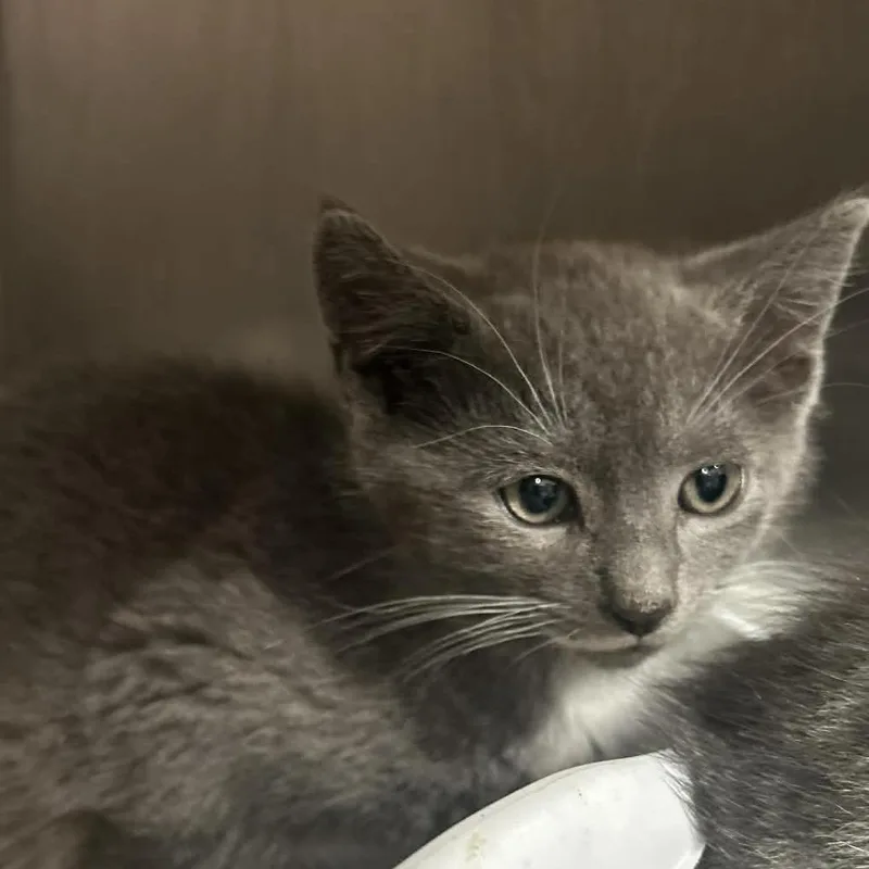 A baby medium-sized male Gray / Blue / Silver Domestic Short Hair cat named Hudson for adoption in Manheim, PA