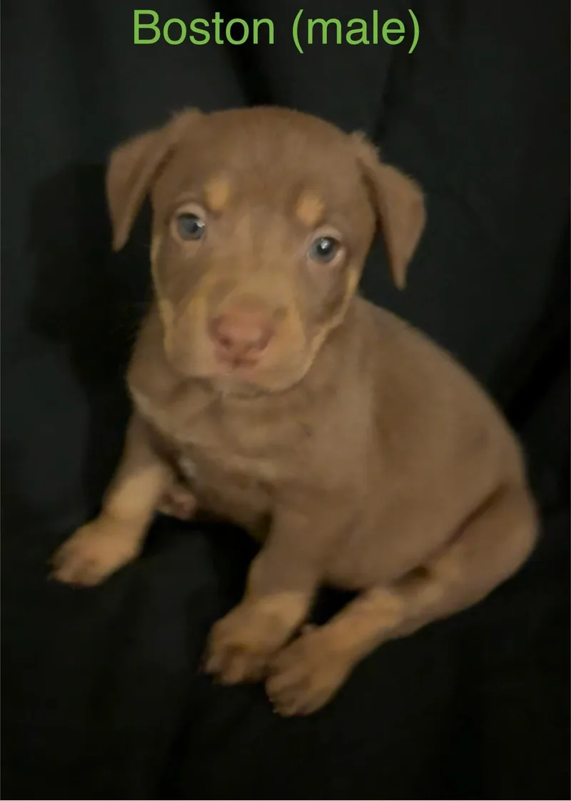 A baby medium-sized male Labrador Retriever dog named Boston  The Campus for adoption in Holly Springs, NC