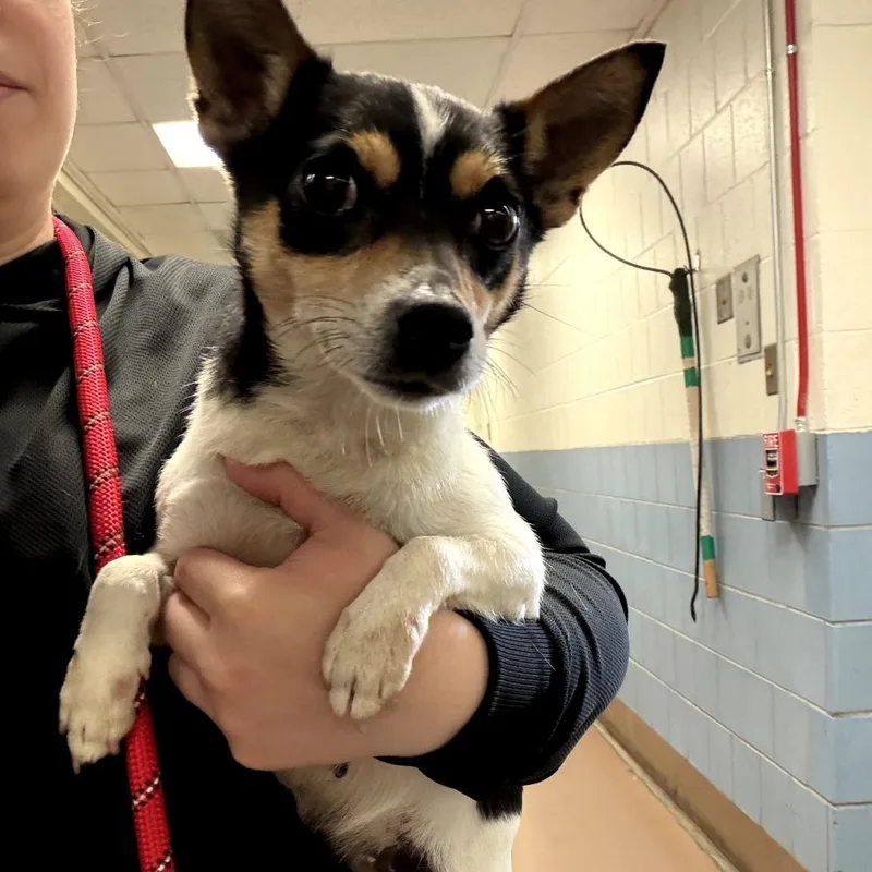 An adult small-sized female White / Cream Chihuahua dog named Zoey for adoption in Northbrook, IL