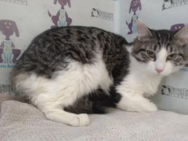 A young small-sized male Domestic Medium Hair cat named Teddy for adoption in Orlando, FL