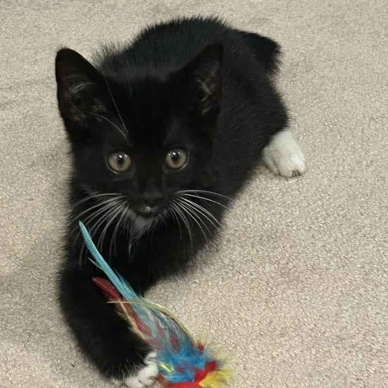 A baby small-sized male Domestic Short Hair cat named Jack Dawson for adoption in Cumming, GA