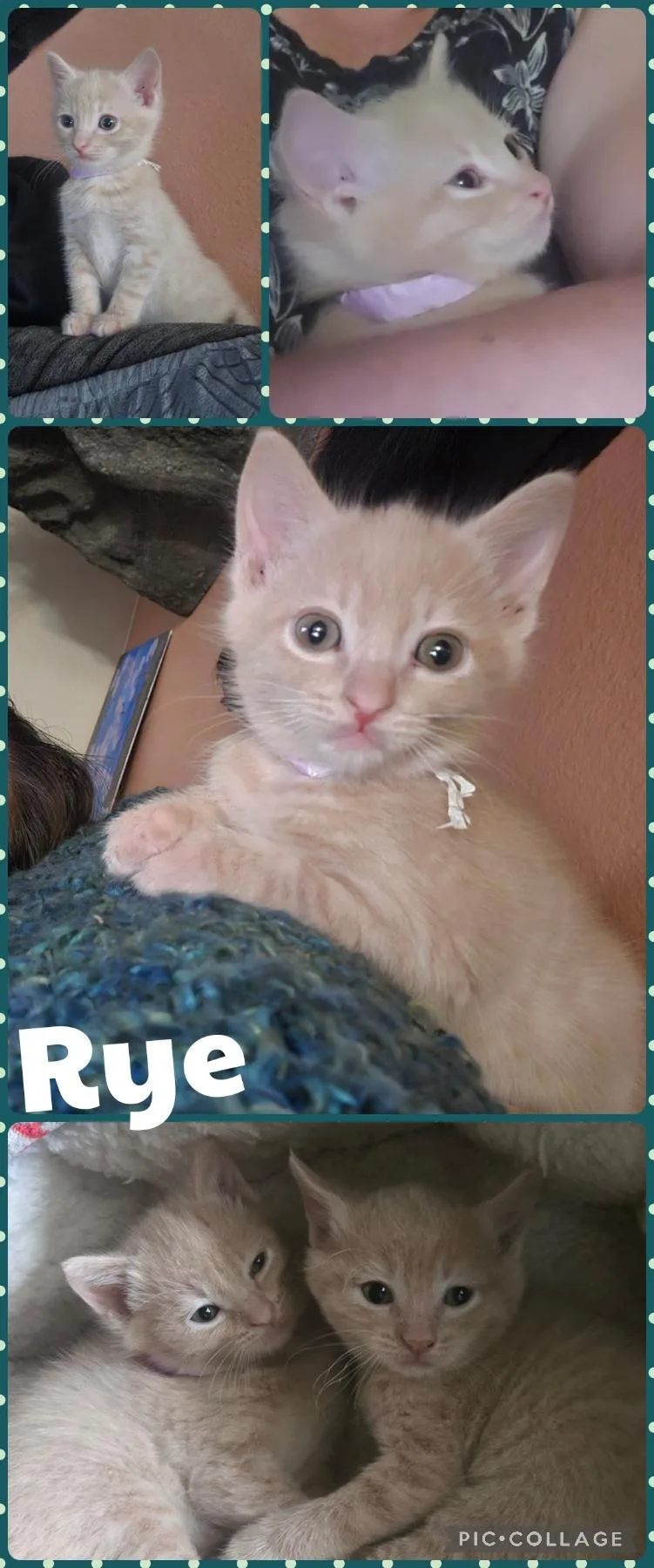 A baby small-sized female Orange & White Domestic Short Hair cat named Rye for adoption in Newberg, OR