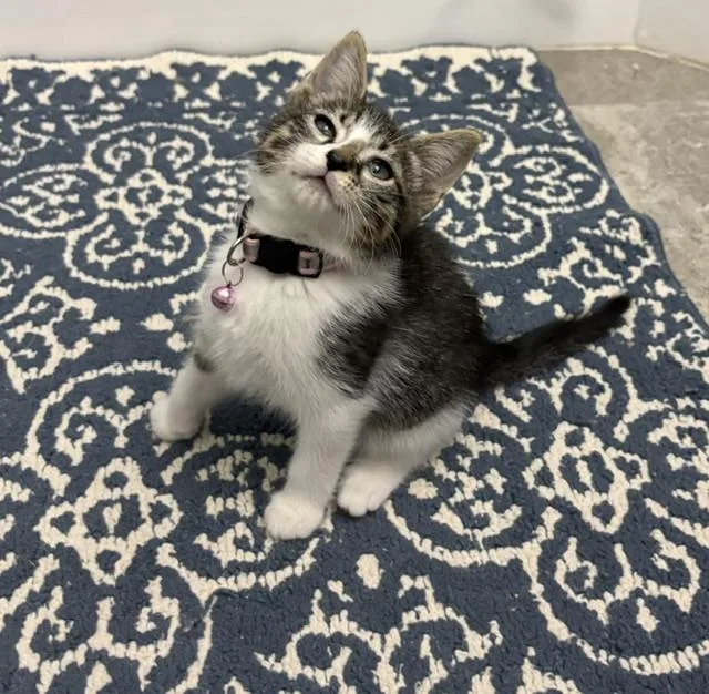A baby small-sized female Tabby (Gray / Blue / Silver) American Shorthair cat named Mackenzie for adoption in Maitland, FL