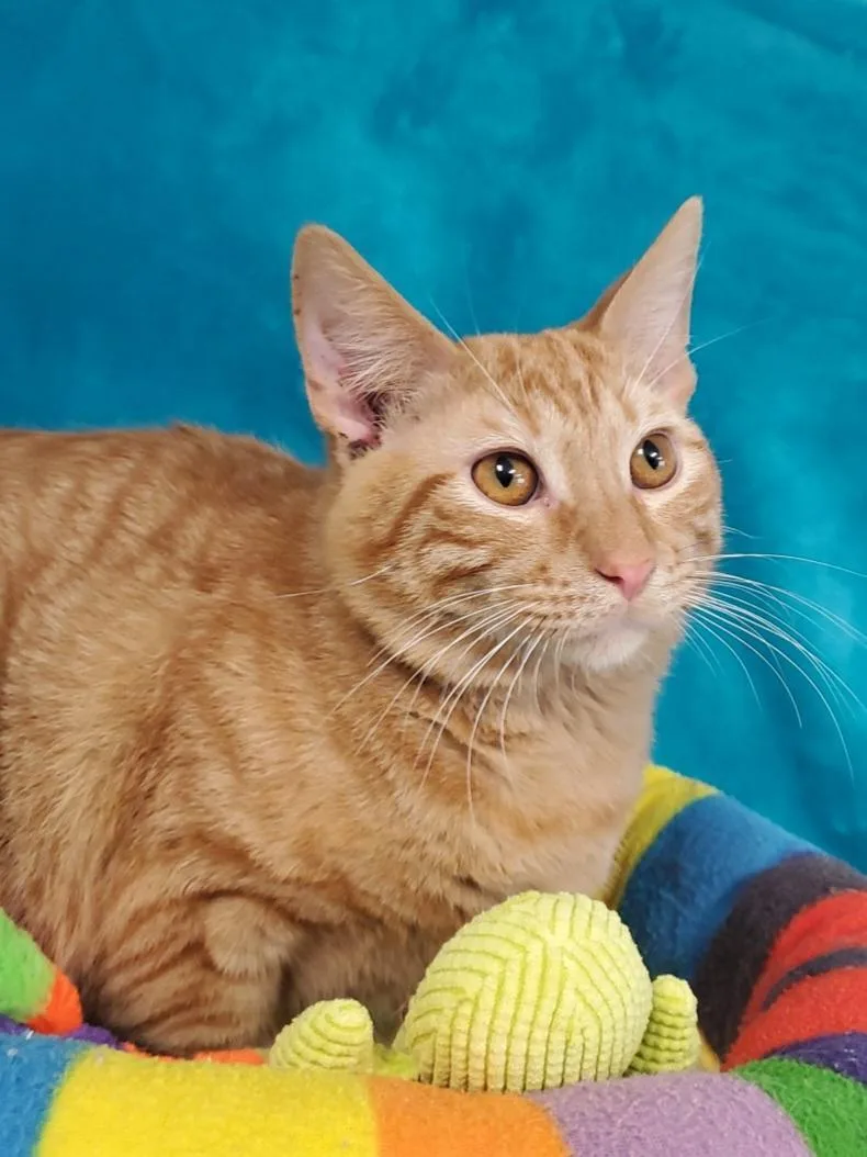 An adult large-sized male Orange / Red Domestic Short Hair cat named Roosevelt for adoption in Greenville, IL