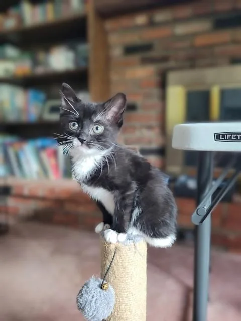 Ember