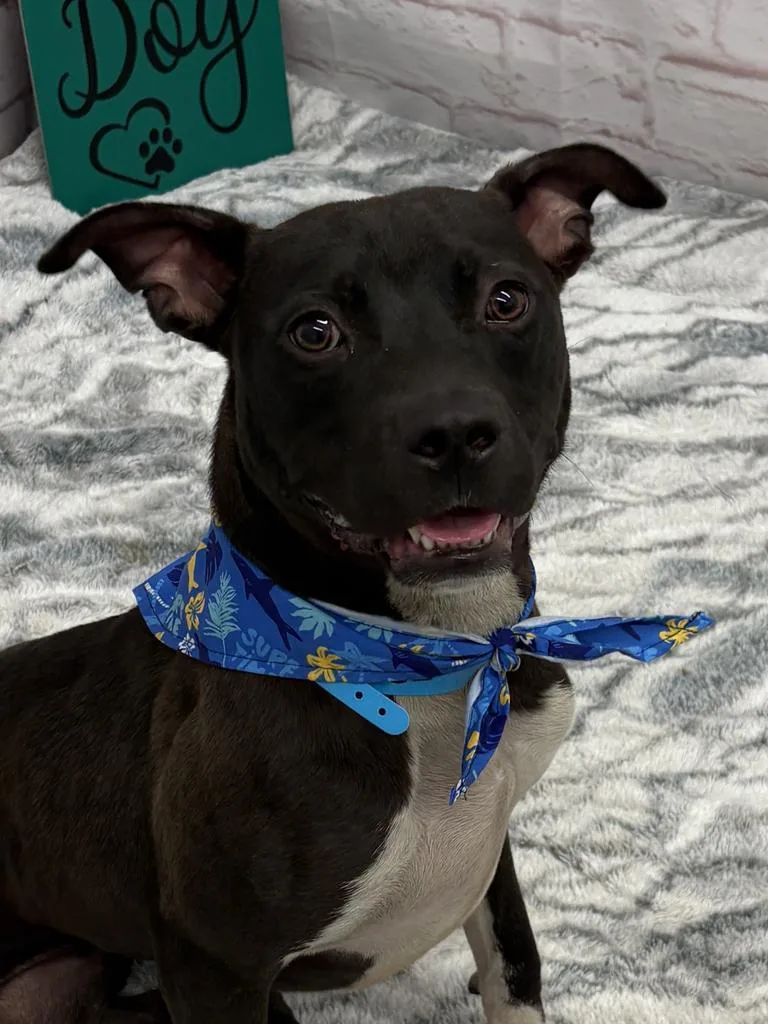 A young medium-sized male Mixed Breed dog named Old Money for adoption in Detroit, MI
