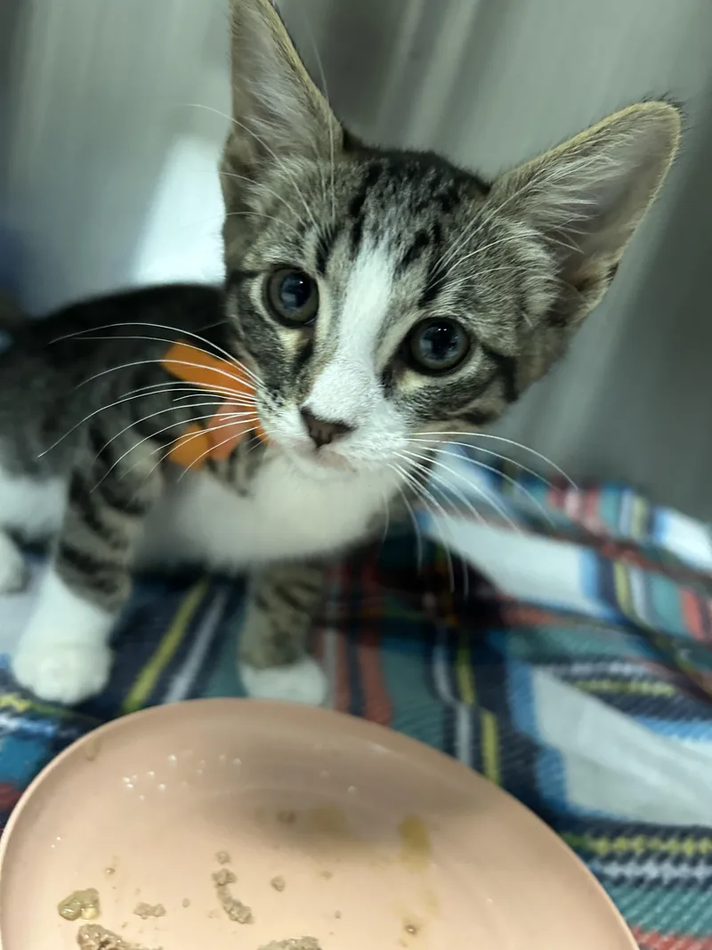 A baby small-sized male Domestic Short Hair cat named Han for adoption in Chico, CA