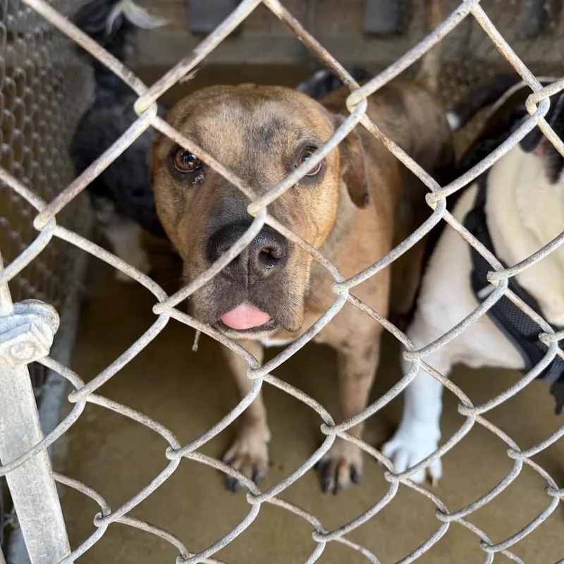 An adult medium-sized female Brown / Chocolate Catahoula Leopard Dog dog named Winnie Bug for adoption in Northbrook, IL