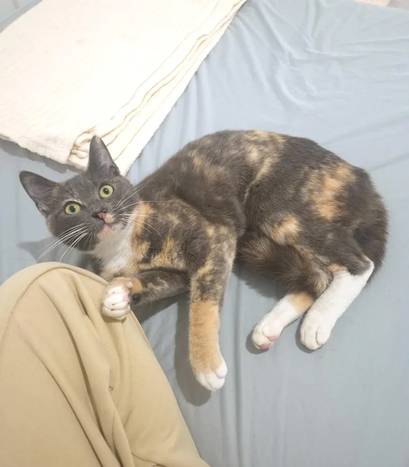 A young medium-sized female Dilute Calico cat named Tortilla for adoption in Orange, CA