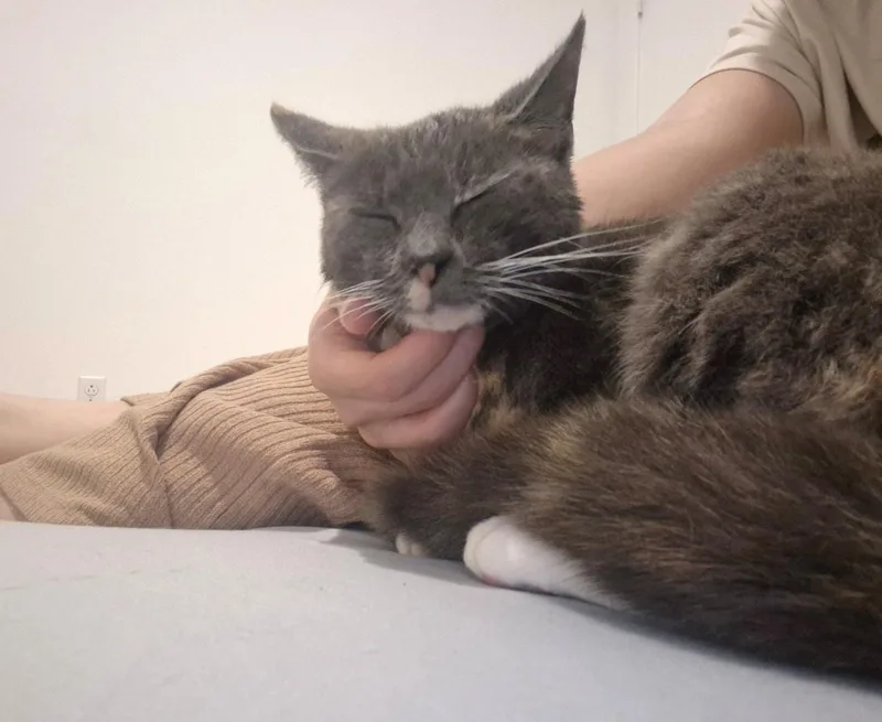 Tortilla thumbnail 3
