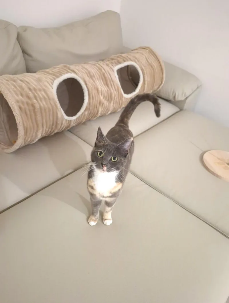 Tortilla thumbnail 5