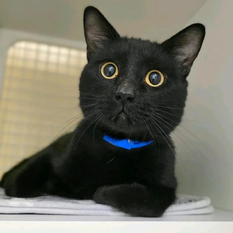 An adult medium-sized male Black Domestic Short Hair cat named Creeper for adoption in Hamburg, NY