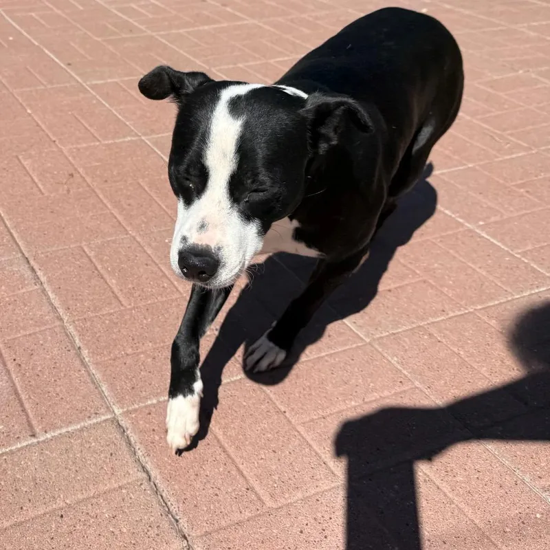A baby small-sized male Black Border Collie dog named Bingo for adoption in Spring, TX