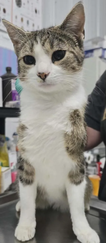 A young medium-sized female Domestic Short Hair cat named Izz for adoption in Hillsdale, IN