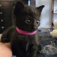 A baby small-sized female Black Domestic Short Hair cat named Shetland for adoption in West Palm Beach, FL