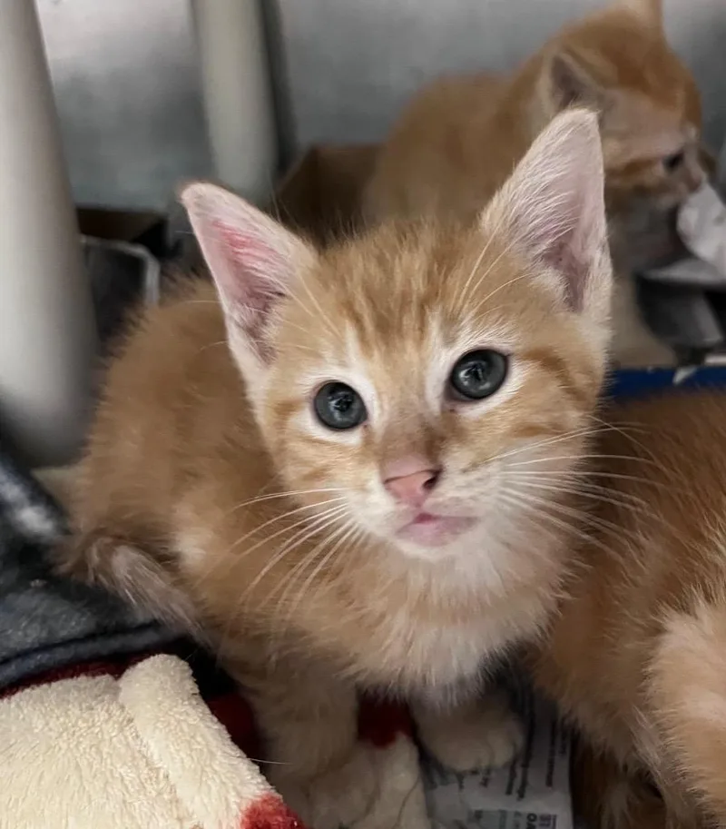 A baby medium-sized male Domestic Short Hair cat named Nutty Buddy for adoption in Cincinnati, OH
