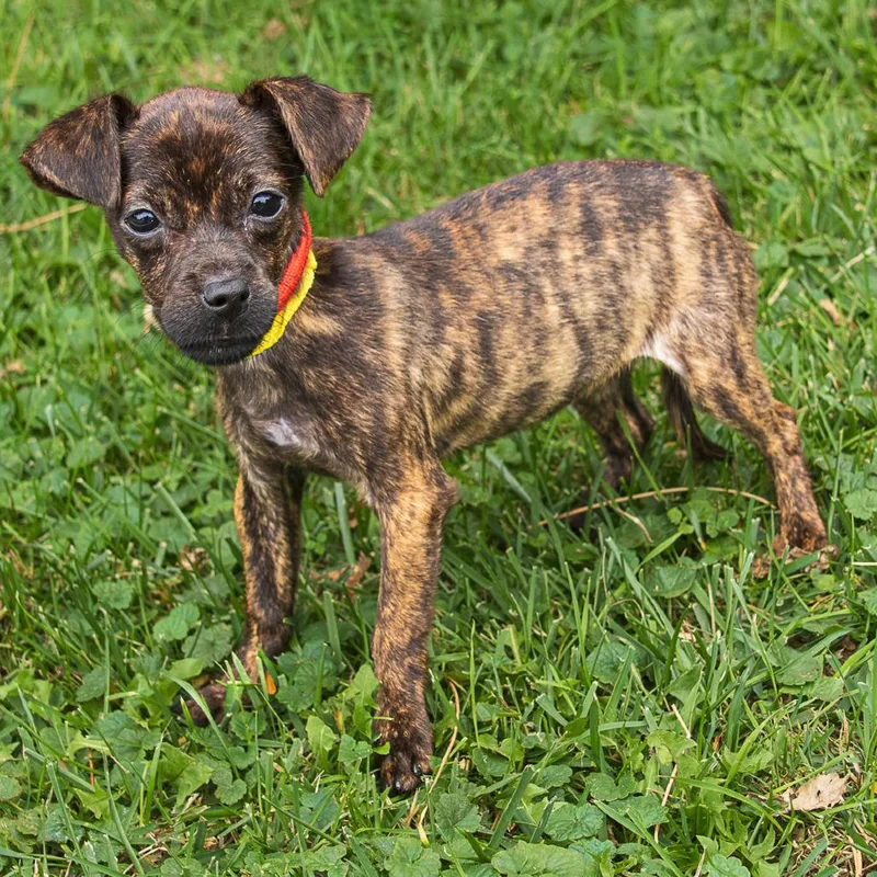 A baby small-sized female Black Chihuahua dog named Snickers for adoption in Arlington Heights, IL
