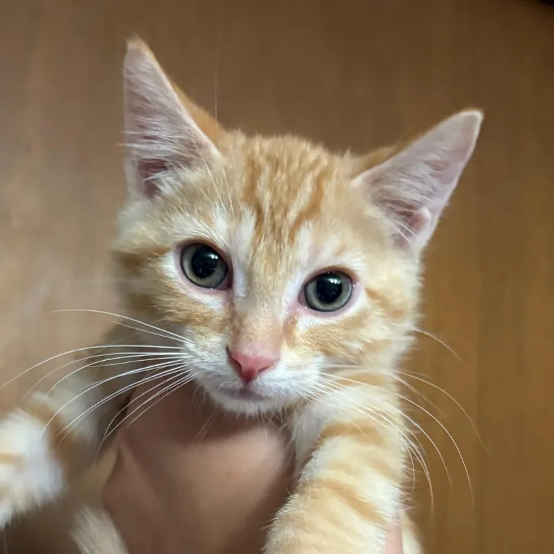 A baby small-sized male Orange / Red Domestic Short Hair cat named Theo for adoption in Coralville, IA