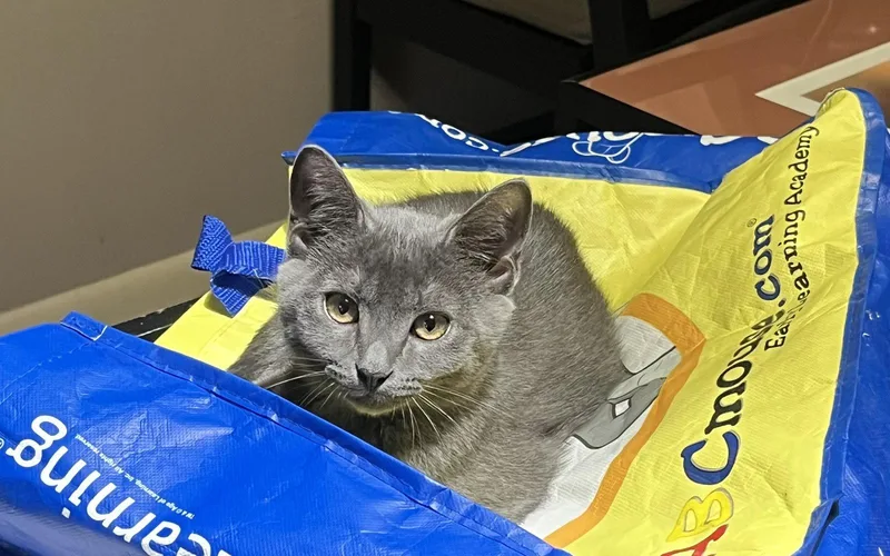 A young medium-sized female Domestic Short Hair cat named Privet for adoption in McKinney, TX