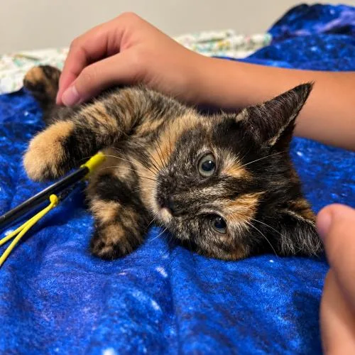 A baby small-sized female Tortoiseshell cat named Rainbow Dash for adoption in Edmond, OK