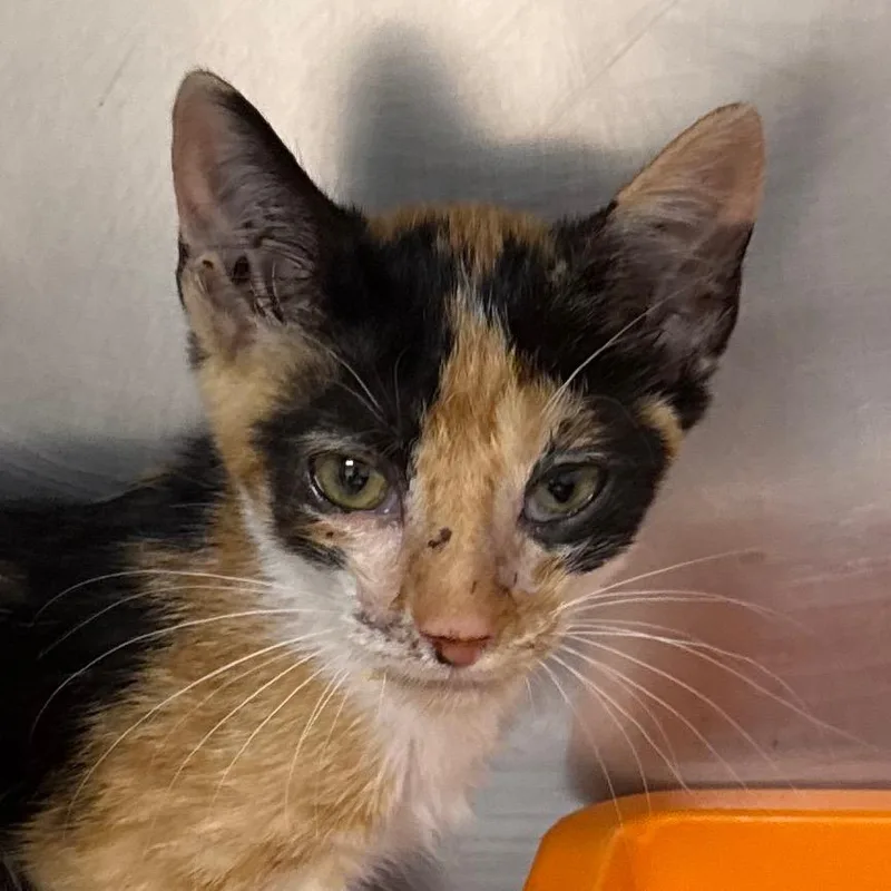 A baby small-sized female Calico Domestic Short Hair cat named Sarah for adoption in Jacksonville, AR