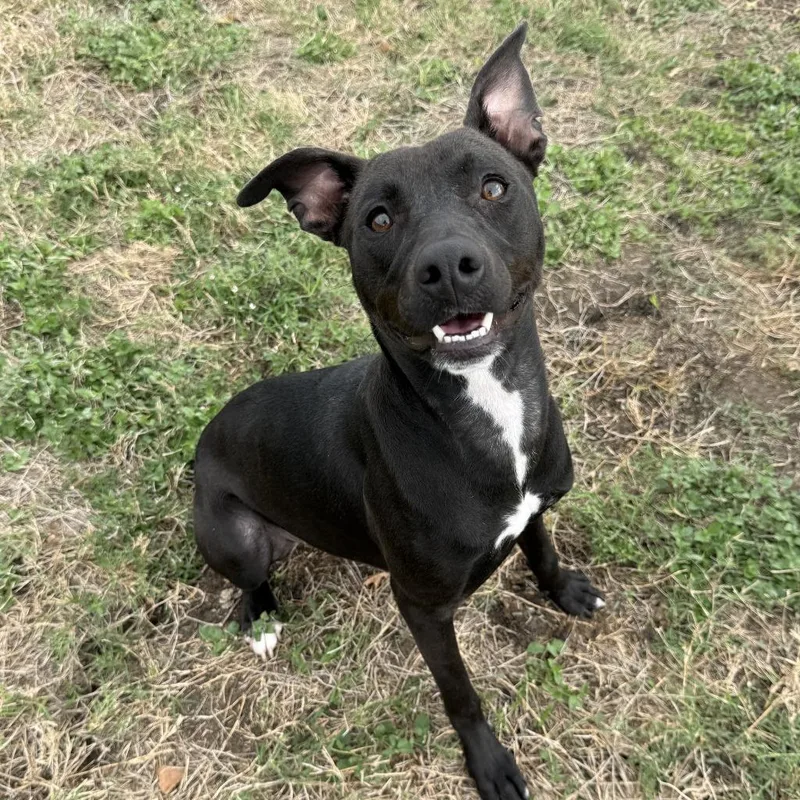 A baby medium-sized female Pit Bull Terrier dog named Azora for adoption in Brenham, TX