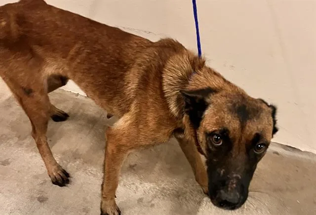 An adult large-sized female Belgian Shepherd / Malinois dog named Mery for adoption in Miami, FL