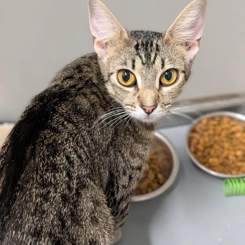 An adult medium-sized female Domestic Short Hair cat named Bloom for adoption in Cape Girardeau, MO