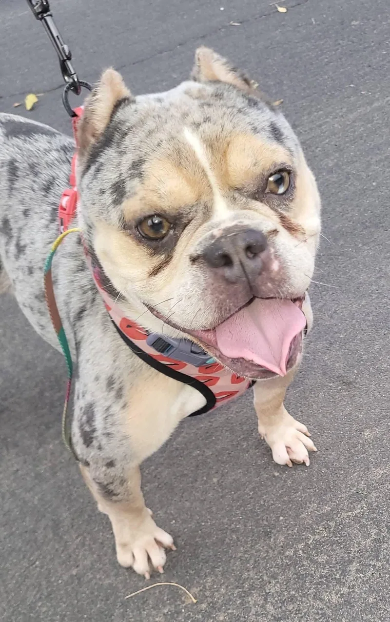 An adult medium-sized female French Bulldog dog named Shelly for adoption in Oakland, CA