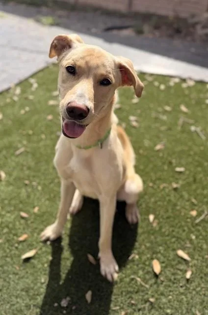 A young medium-sized male Labrador Retriever dog named Finn for adoption in Houston, TX