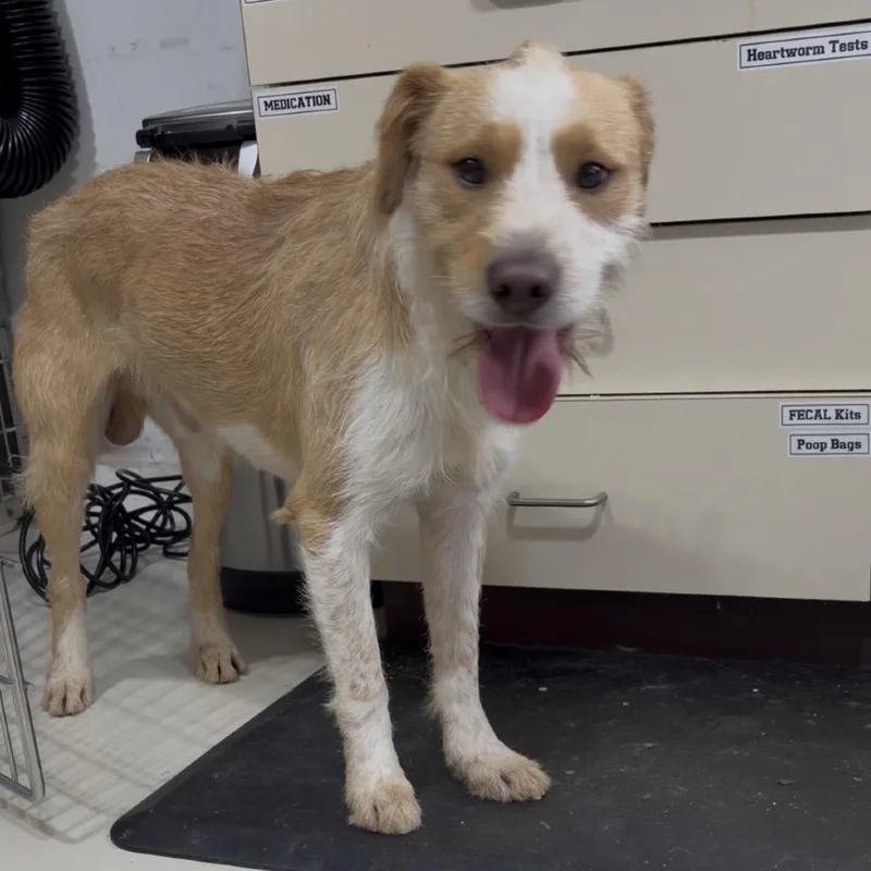 A young medium-sized male White / Cream Parson Russell Terrier dog named Max Oliver for adoption in Houston, TX