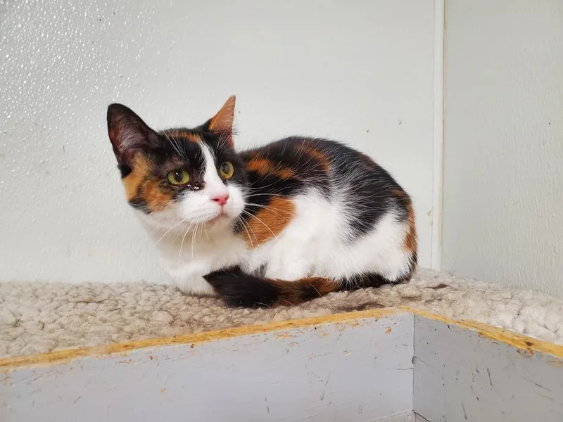 An adult large-sized female Domestic Short Hair cat named Carla for adoption in Philippi, WV