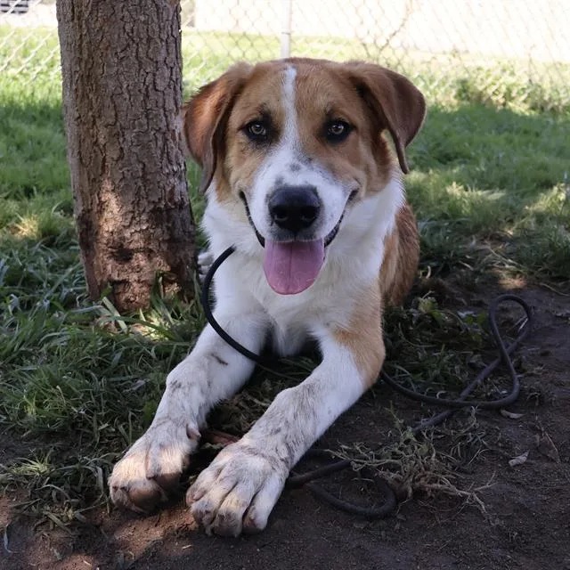 A baby small-sized male Great Pyrenees dog named Bigad Shaban for adoption in Modesto, CA
