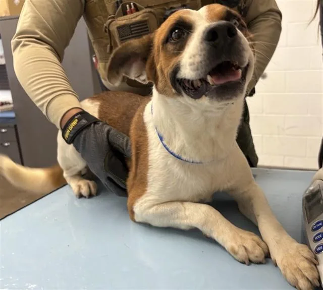 A young small-sized male Basenji dog named Rocko for adoption in Mesa, AZ