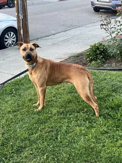 Brody