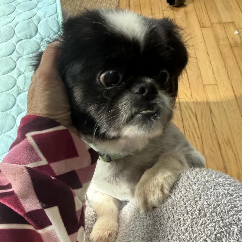An adult small-sized male Black Pekingese dog named Detroit City for adoption in Fredericksburg, VA