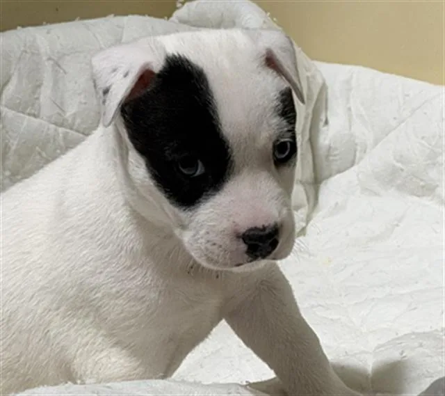 A baby small-sized male Black Pit Bull Terrier dog named Garlic  Urgent for adoption in Thousand Oaks, CA