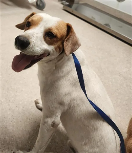 An adult medium-sized male Parson Russell Terrier dog named Palomo for adoption in Bakersfield, CA