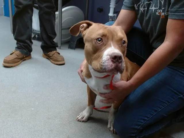 A young medium-sized male Pit Bull Terrier dog named Pocket for adoption in Albuquerque, NM