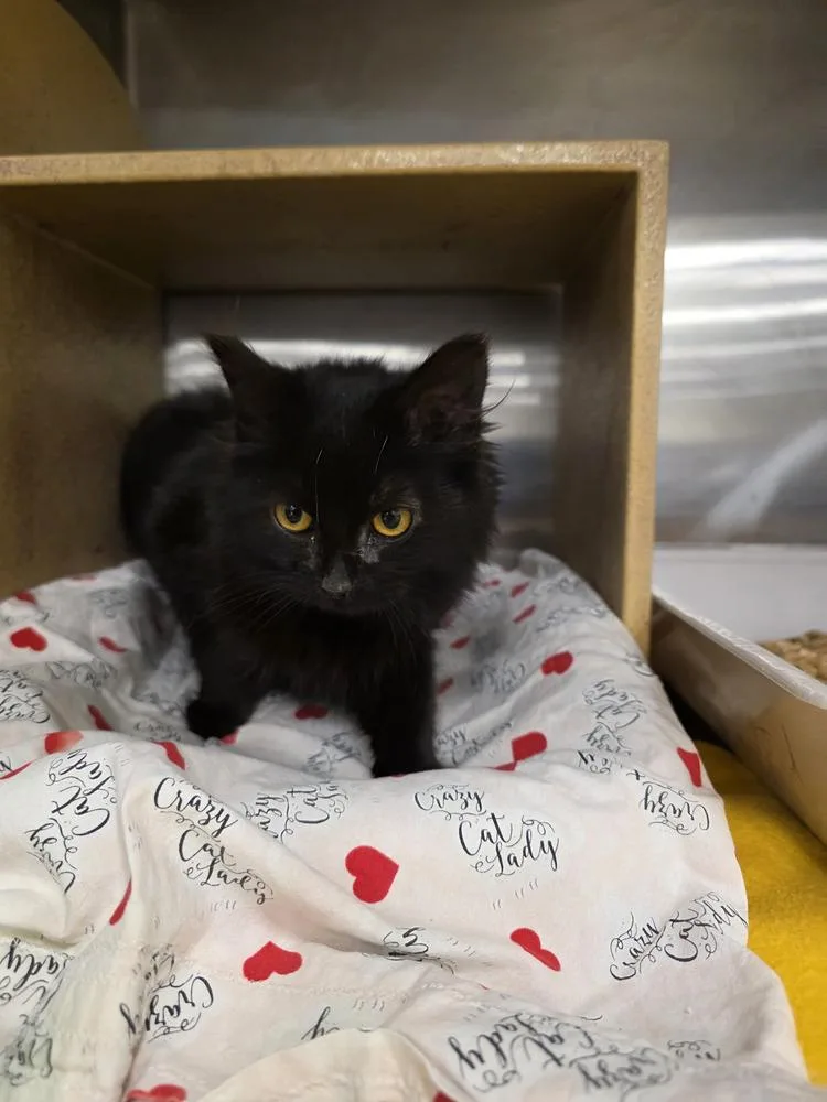 A baby small-sized female Black Domestic Medium Hair cat named Tenashiq for adoption in Metamora, IL
