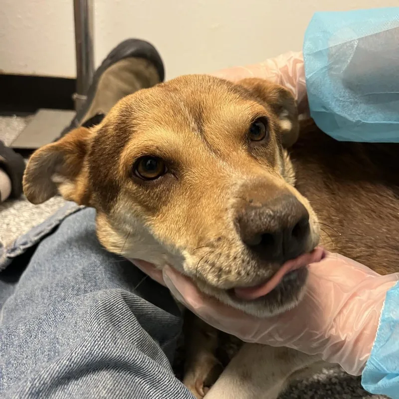 An adult medium-sized female Brown / Chocolate Coonhound dog named Zia for adoption in Taos, NM