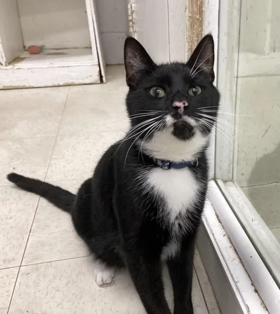 An adult large-sized male Domestic Short Hair cat named Edgar for adoption in Huntington, NY