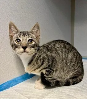 A baby small-sized male Tabby (Gray / Blue / Silver) Domestic Short Hair cat named Link for adoption in Winter Haven, FL