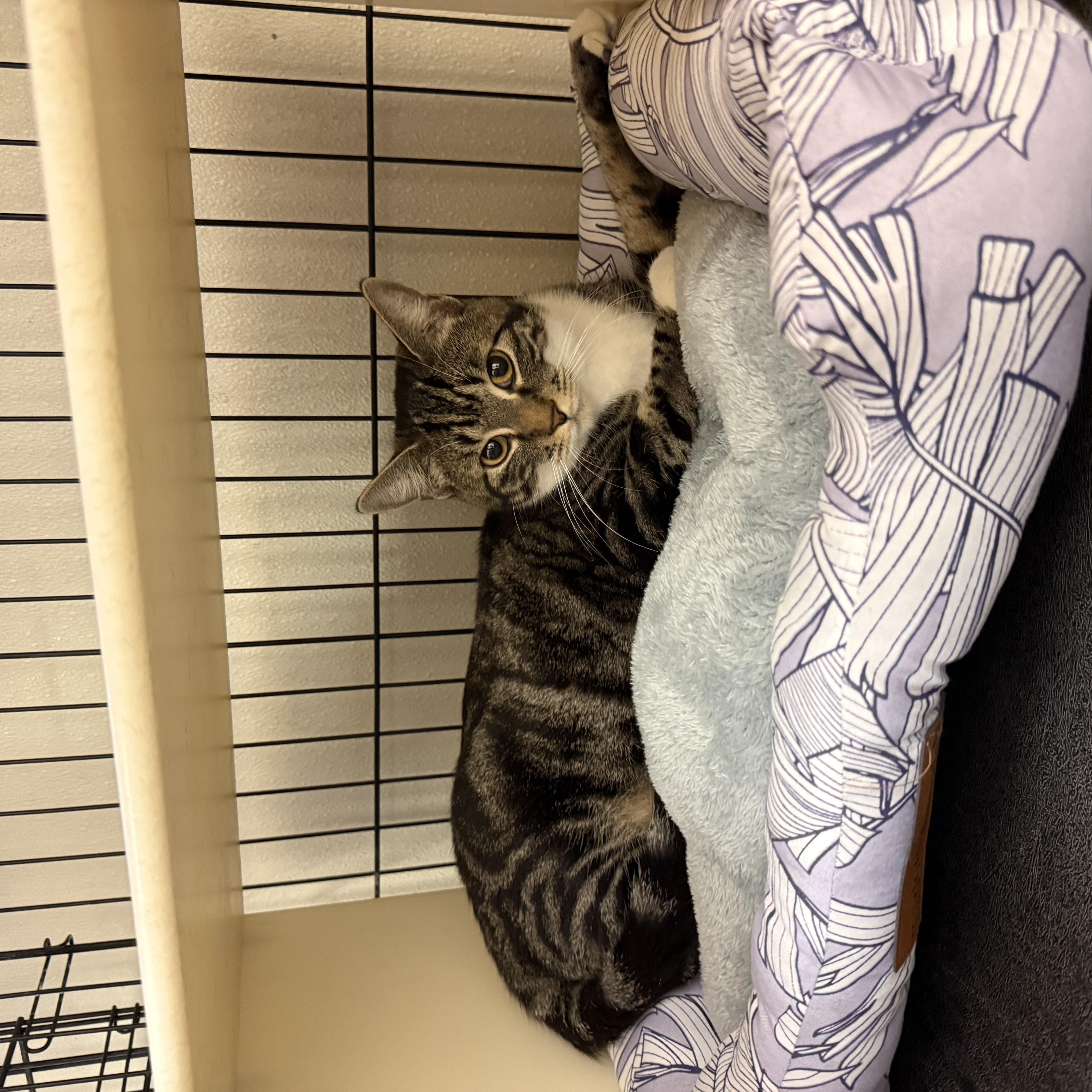 Chester And Chelsea thumbnail 2