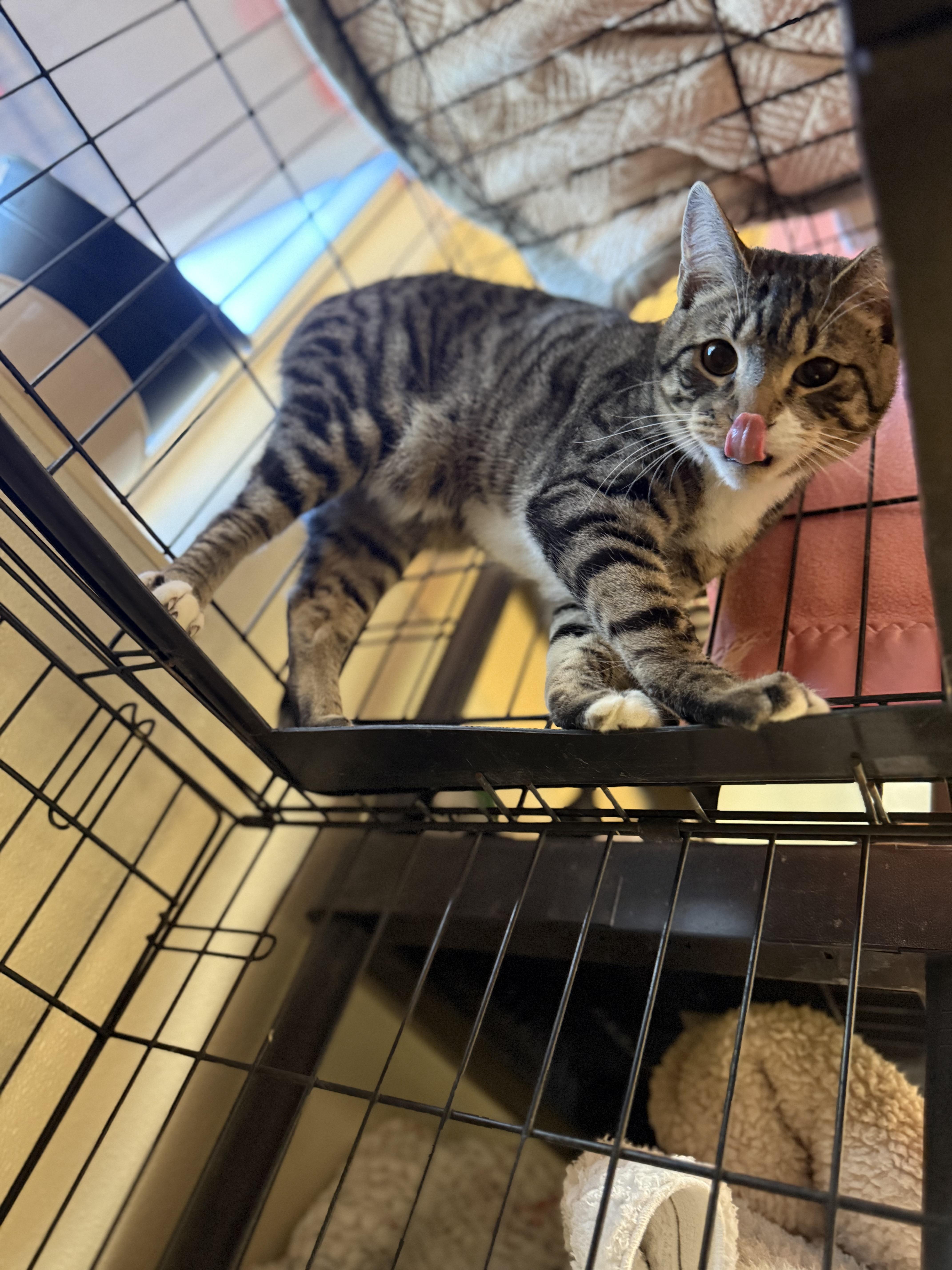 Chester And Chelsea thumbnail 3