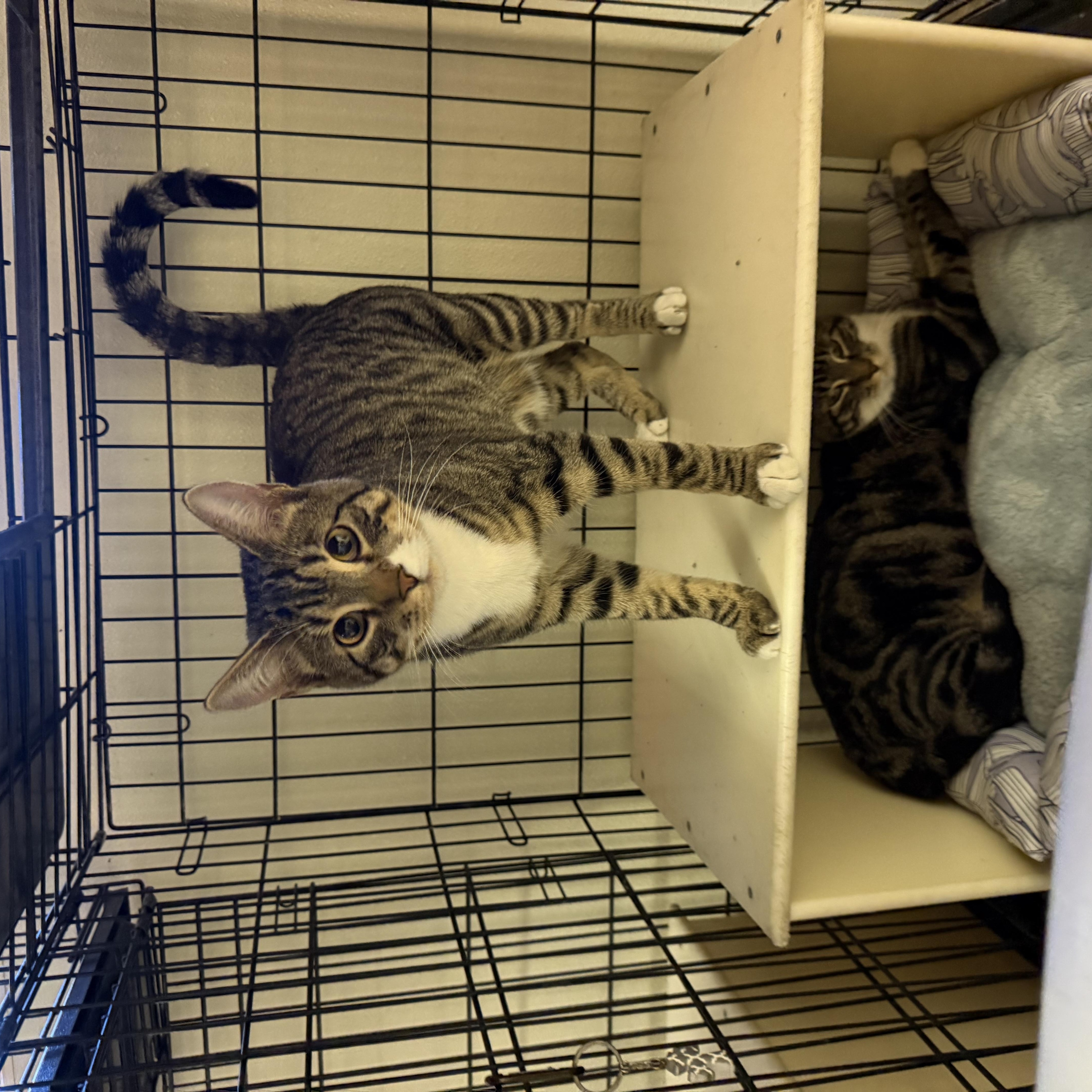 Chester And Chelsea thumbnail 4