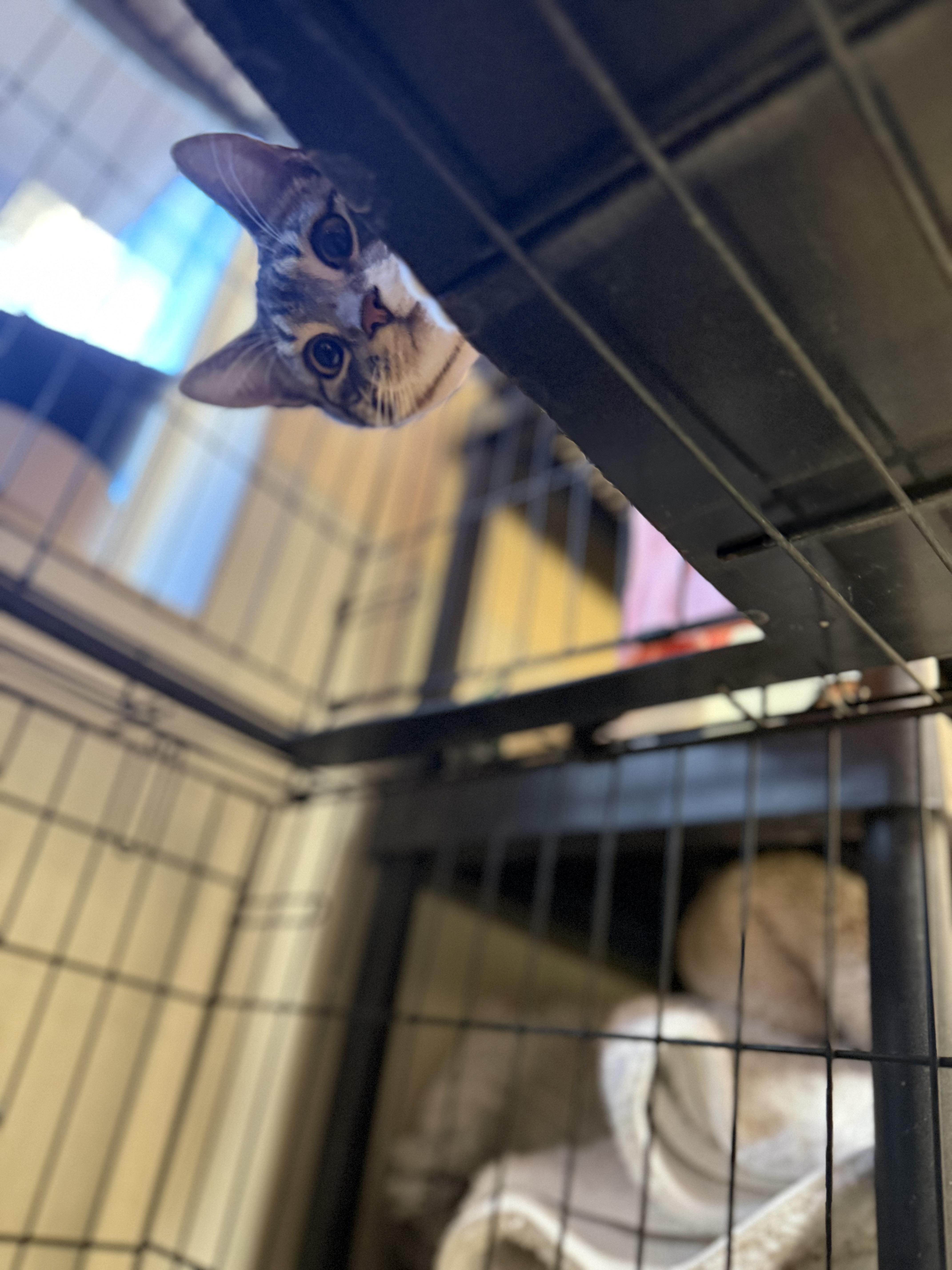 Chester And Chelsea thumbnail 5