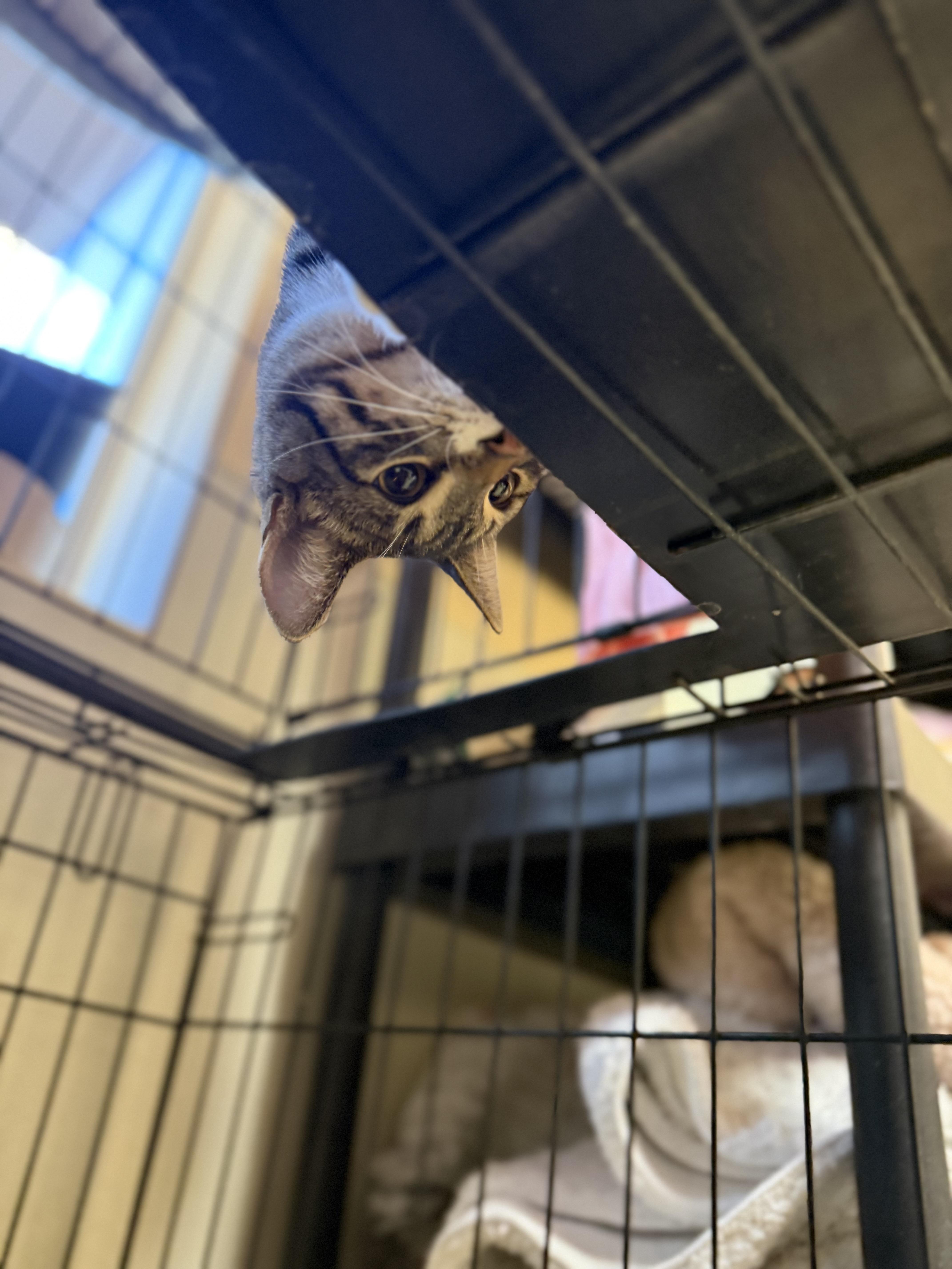 Chester And Chelsea thumbnail 6