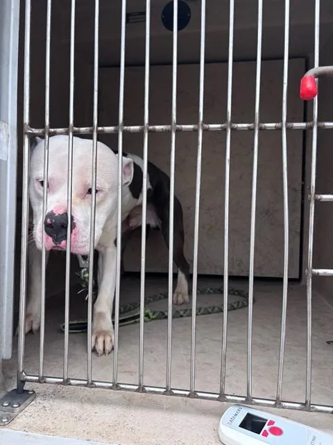 A young large-sized male American Staffordshire Terrier dog named Sluggo for adoption in Oklahoma City, OK